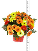 Нежные герберы