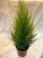 Купрессус Голдкрест (еловое) 14/60, комнатное